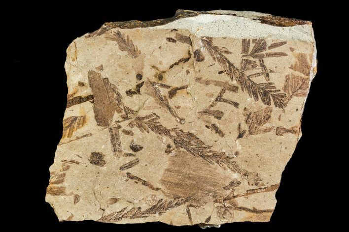 Metasequoia Fossil Plate - Cache Creek, BC #110908